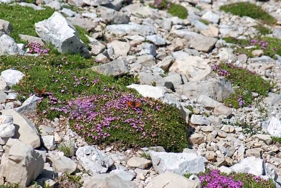 Silene acaulis / Silene a cuscinetto